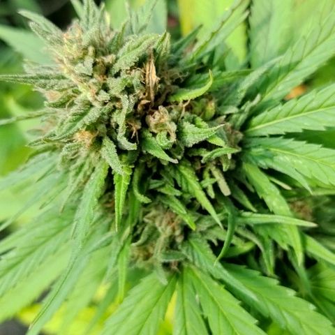 Special kush 1  growlog timeline photo
