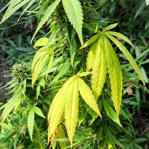 Special kush 1  growlog timeline photo