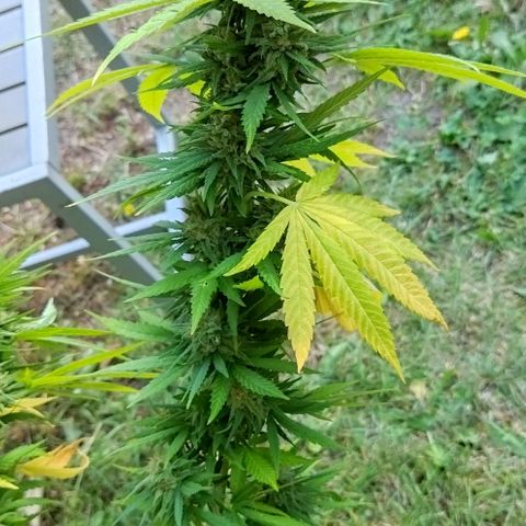 Special kush 1  growlog timeline photo