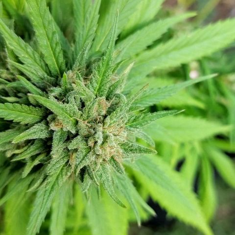 Special kush 1  growlog timeline photo