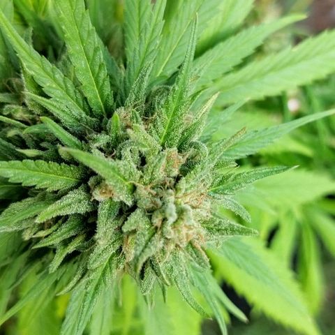 Special kush 1  growlog timeline photo