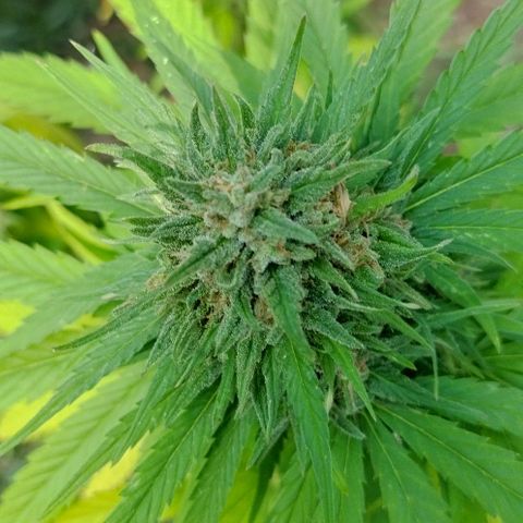 Special kush 1  growlog timeline photo