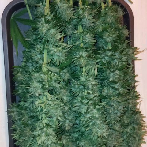 Special kush 1  growlog timeline photo