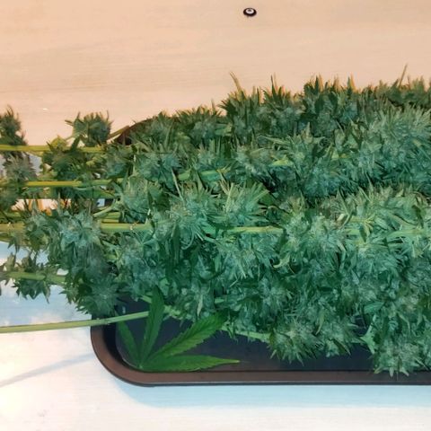 Special kush 1  growlog timeline photo