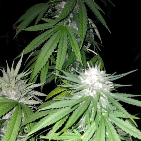 Special kush 1  growlog timeline photo