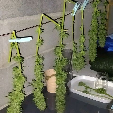 Special kush 1  growlog timeline photo