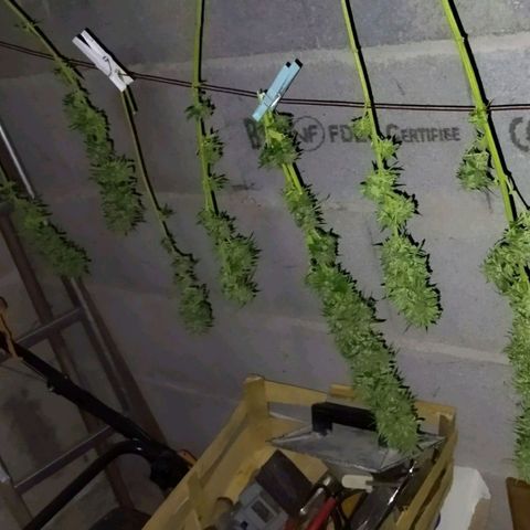 Special kush 1  growlog timeline photo
