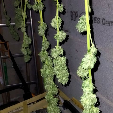 Special kush 1  growlog timeline photo