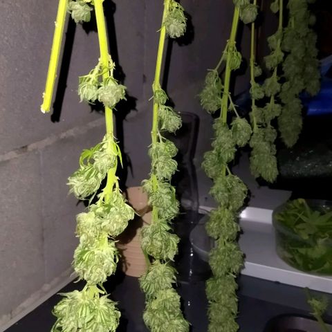 Special kush 1  growlog timeline photo