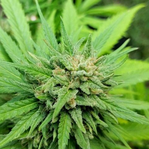 Special kush 1  growlog timeline photo