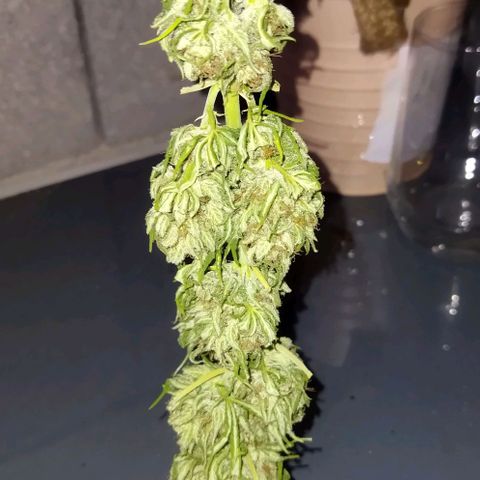 Special kush 1  growlog timeline photo