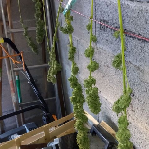 Special kush 1  growlog timeline photo