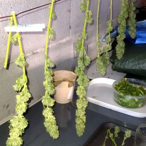 Special kush 1  growlog timeline photo