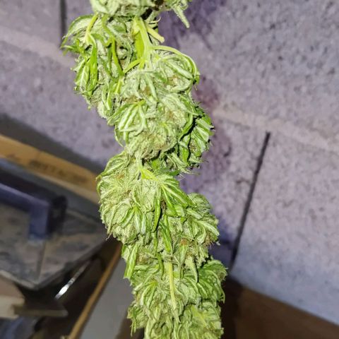 Special kush 1  growlog timeline photo