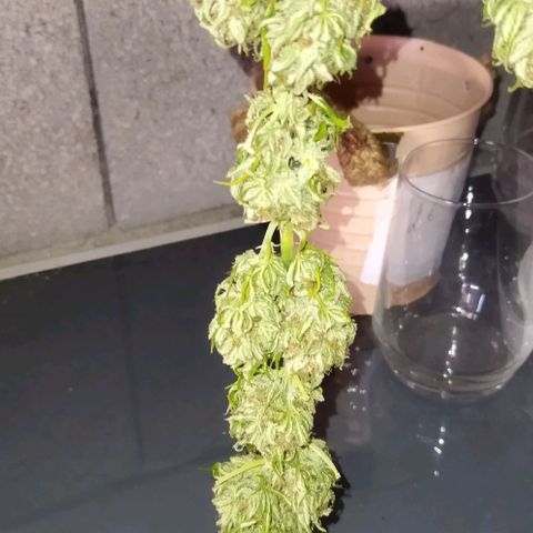 Special kush 1  growlog timeline photo