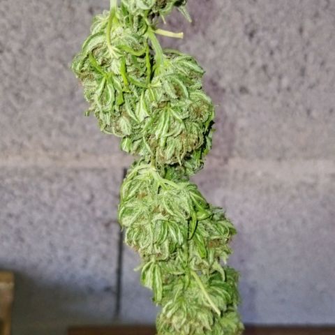 Special kush 1  growlog timeline photo