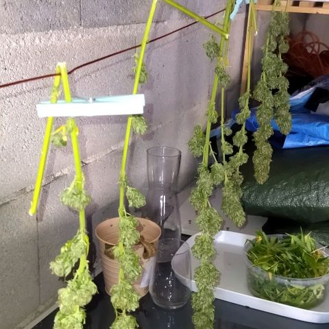 Special kush 1  growlog timeline photo