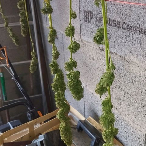 Special kush 1  growlog timeline photo
