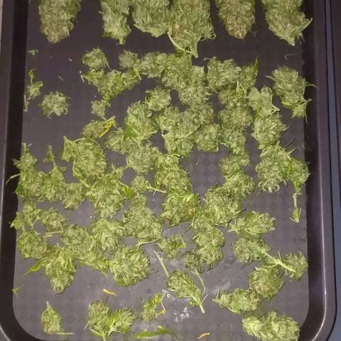 Special kush 1  growlog timeline photo
