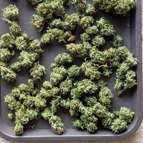 Special kush 1  growlog timeline photo