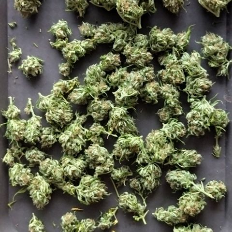 Special kush 1  growlog timeline photo
