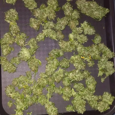 Special kush 1  growlog timeline photo