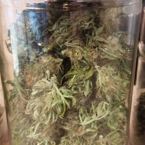 Special kush 1  growlog timeline photo