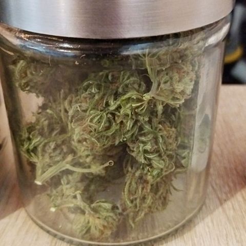 Special kush 1  growlog timeline photo