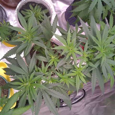 Super Silver Haze f*8-1 growlog timeline photo