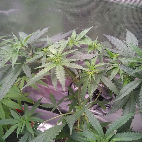 Super Silver Haze f*8-1 growlog timeline photo