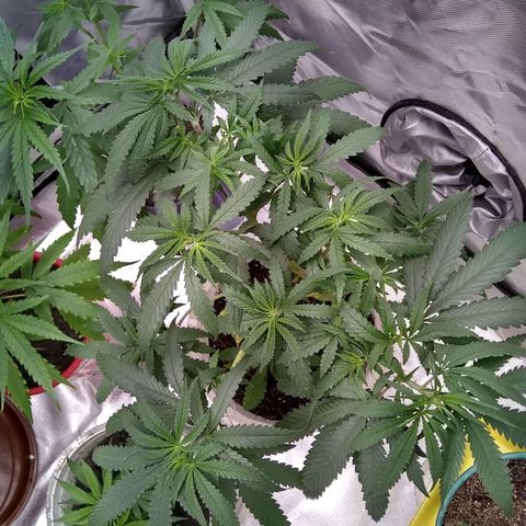 Super Silver Haze f*8-1 growlog timeline photo
