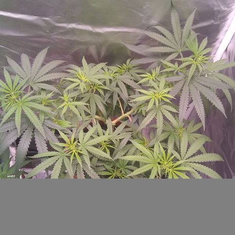 Super Silver Haze f*8-1 growlog timeline photo