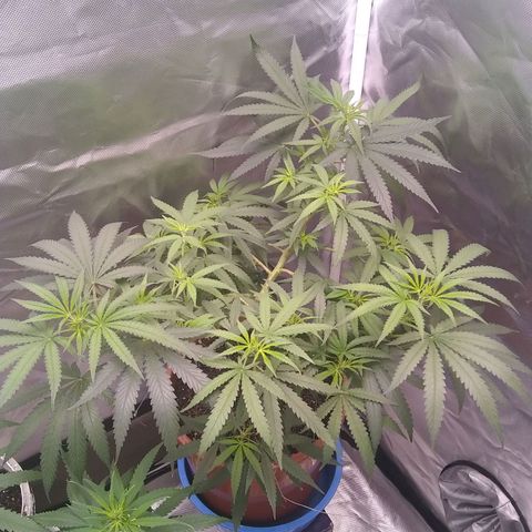 Super Silver Haze f*8-1 growlog timeline photo