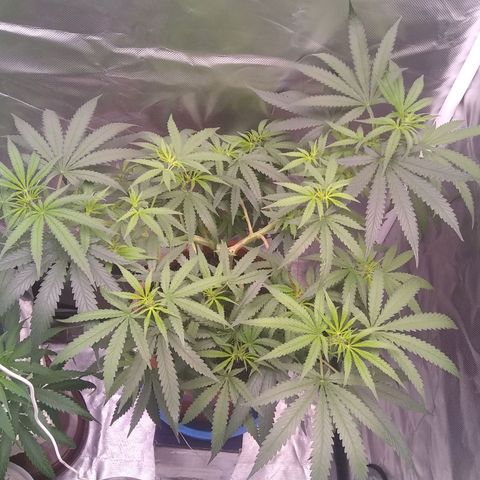 Super Silver Haze f*8-1 growlog timeline photo
