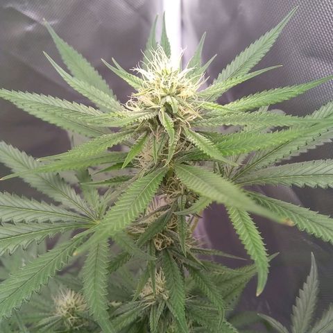 Super Silver Haze f*8-1 growlog timeline photo