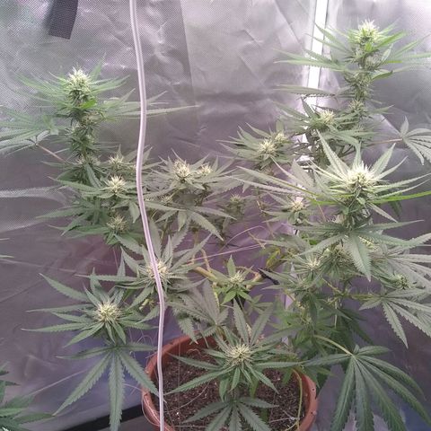 Super Silver Haze f*8-1 growlog timeline photo