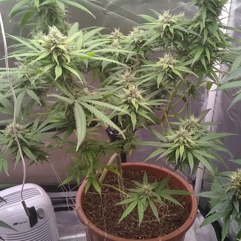 Super Silver Haze f*8-1 growlog photo: 
6 semanas flora