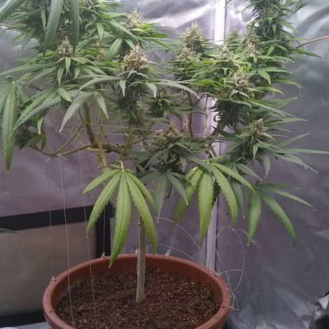 Super Silver Haze f*8-1 growlog photo: 53 dias de Flora 