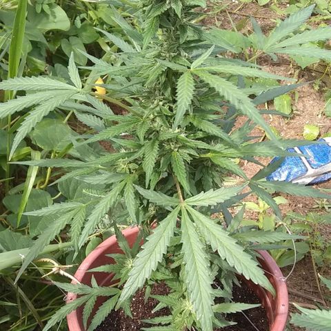 Gorila glue 4 growlog timeline photo