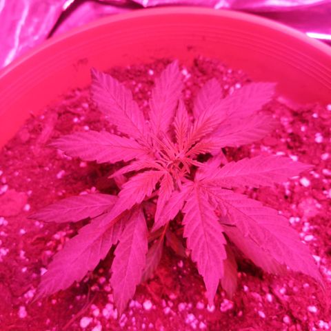 Auto Blackberry Kush Dutch Passion  growlog photo: Von die dritte bis die fünfte Woche 