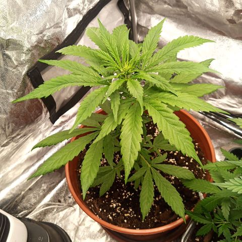 Auto Blackberry Kush Dutch Passion  growlog photo: Von die dritte bis die fünfte Woche 