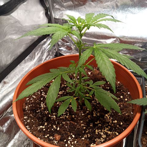 Auto Blackberry Kush Dutch Passion  growlog photo: Von die dritte bis die fünfte Woche 