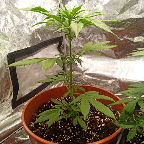 Auto Blackberry Kush Dutch Passion  growlog photo: Von die dritte bis die fünfte Woche 