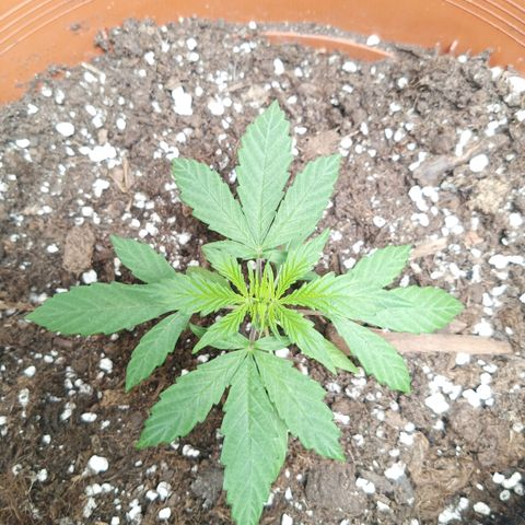 Auto Blackberry Kush Dutch Passion  growlog photo: Von die dritte bis die fünfte Woche 