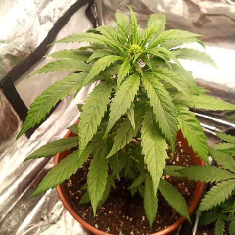 Auto Blackberry Kush Dutch Passion  growlog photo: Flo Week 1 - 18.06