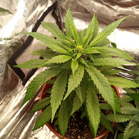 Auto Blackberry Kush Dutch Passion  growlog photo: Flo Week 1 - 19.06