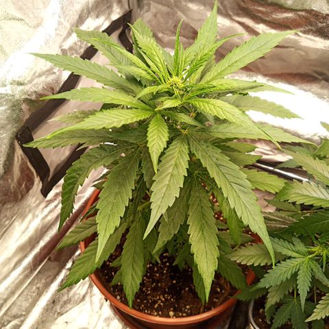 Auto Blackberry Kush Dutch Passion  growlog photo: Flo Week 1 - 20.06