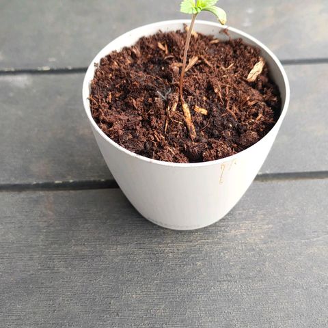 Highke growlog timeline photo