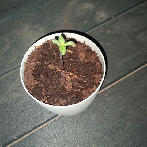 Highke growlog timeline photo