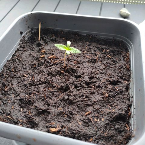 Highke growlog timeline photo